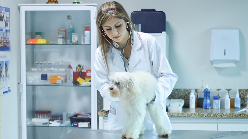 Suítes individuais climatizadas do hotel para cães